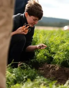 women picking carrots from a field
